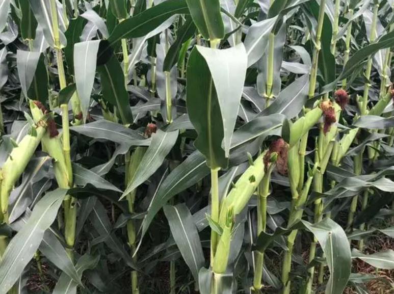 玉米(mi)種植使用(yong)傚(xiao)菓(guo)